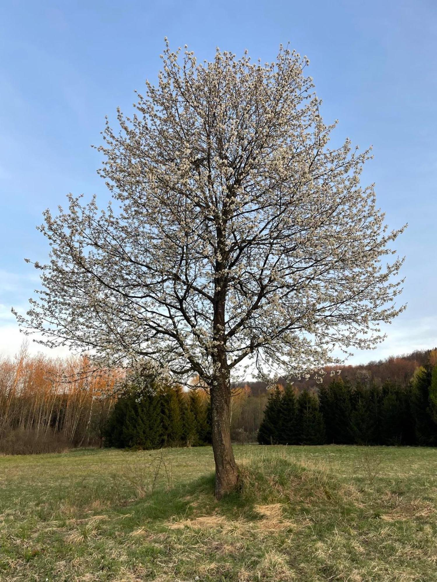 Latarnia Wagabundy Bieszczady Hotel Wola Michowa Bagian luar foto